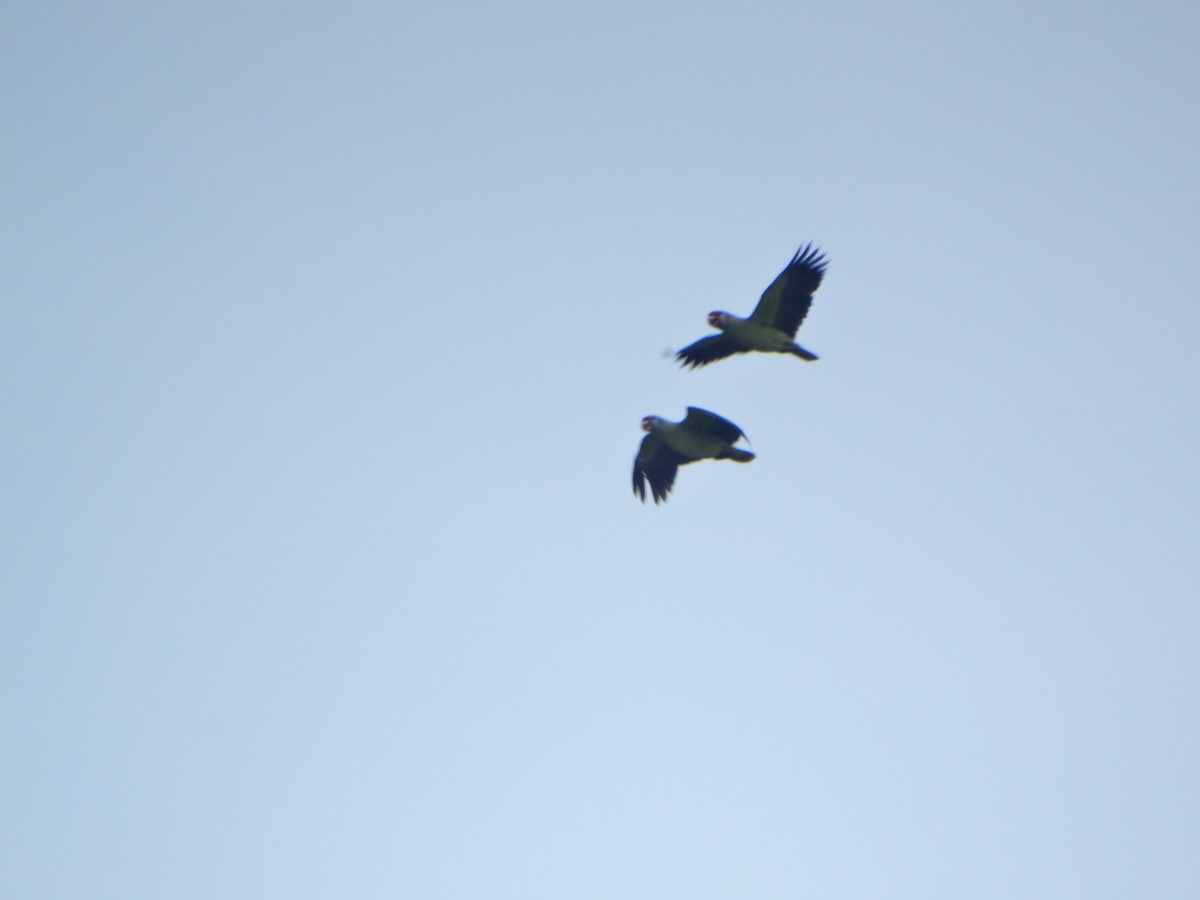 Red-tailed Amazon - ML642752781