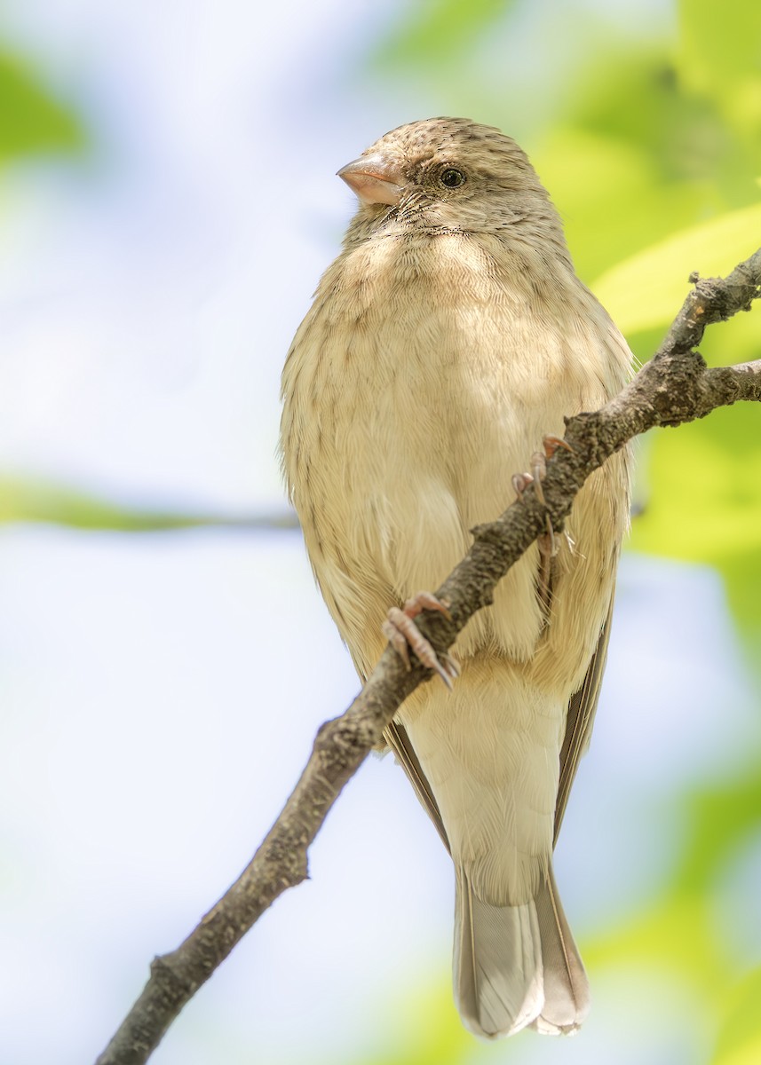 Black-throated Canary - ML642752782