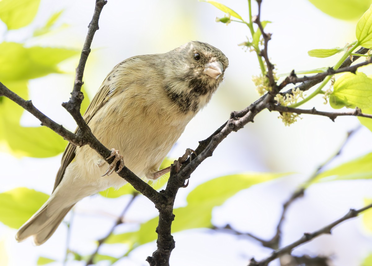 Black-throated Canary - ML642752783