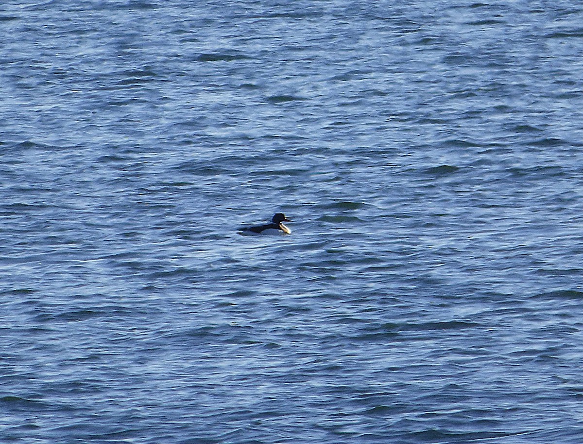 Common Shelduck - ML642752802