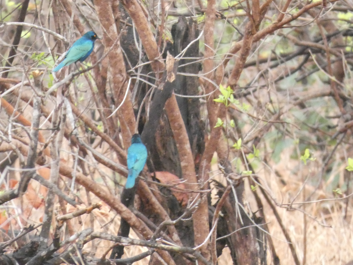 Greater Blue-eared Starling - ML642752824