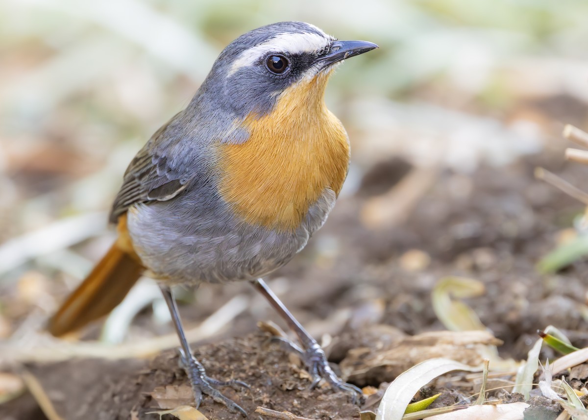 Cape Robin-Chat - ML642752828