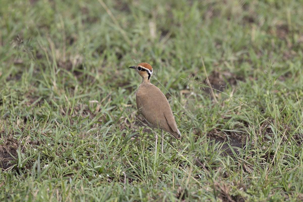 Temminckrennvogel - ML642752829