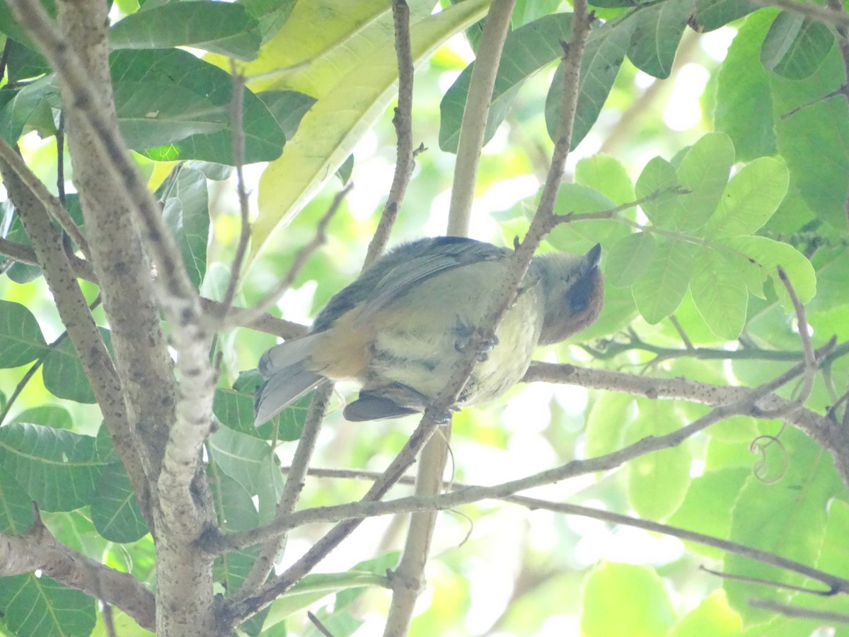 Black-backed Tanager - ML642752832
