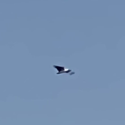 White-bellied Sea-Eagle - ML642752834