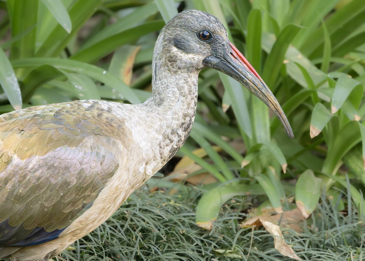 Hadada Ibis - ML642752837