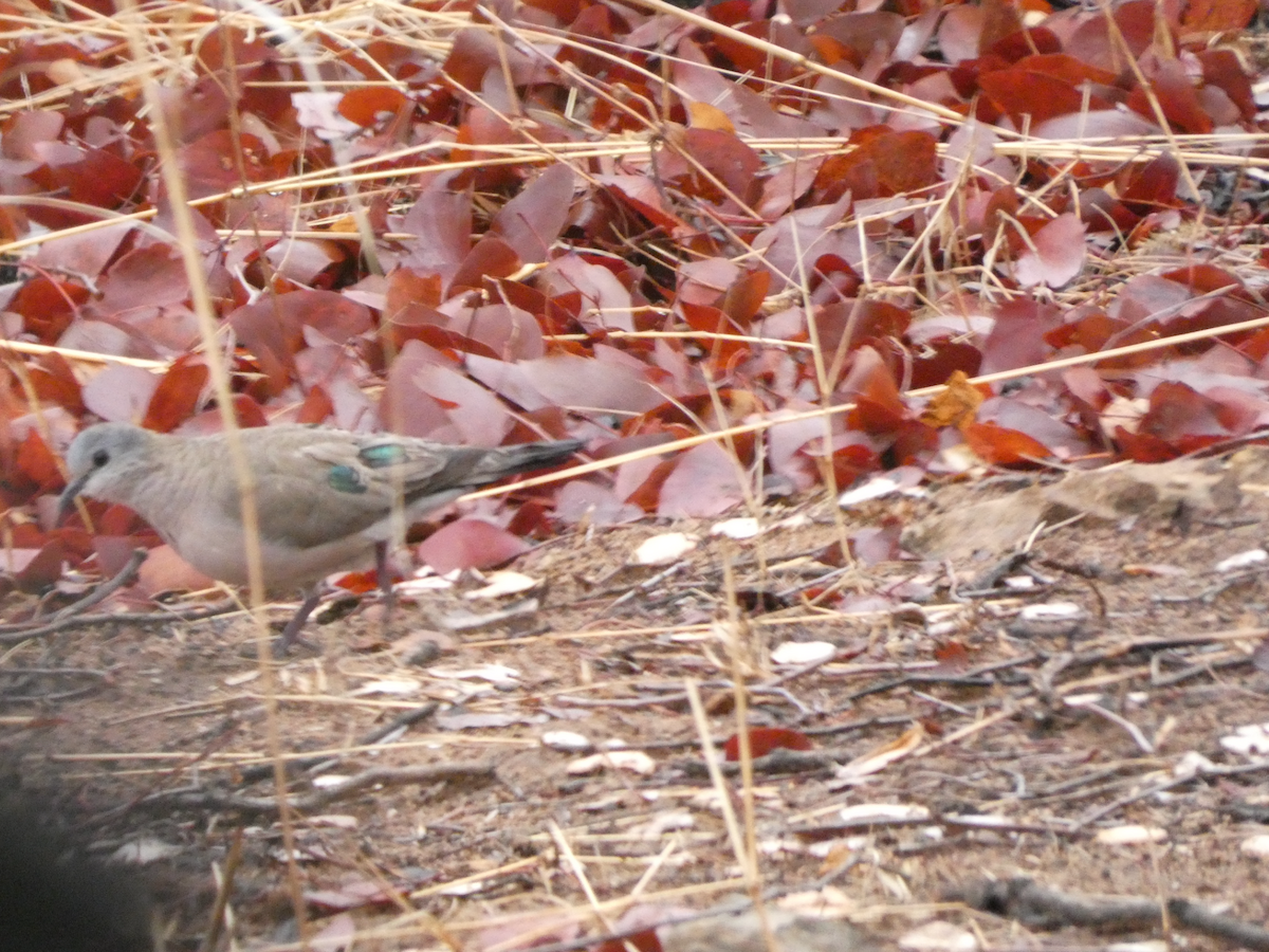 Emerald-spotted Wood-Dove - ML642752839