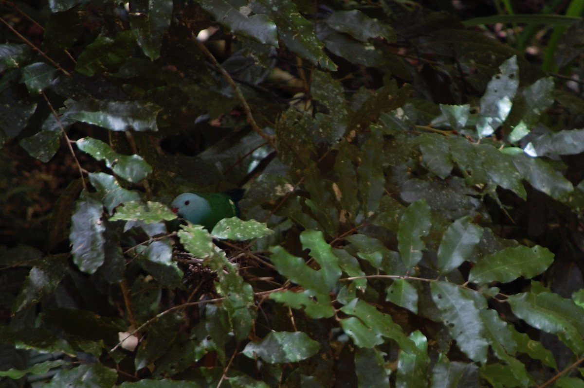 Wompoo Fruit-Dove - ML642752856