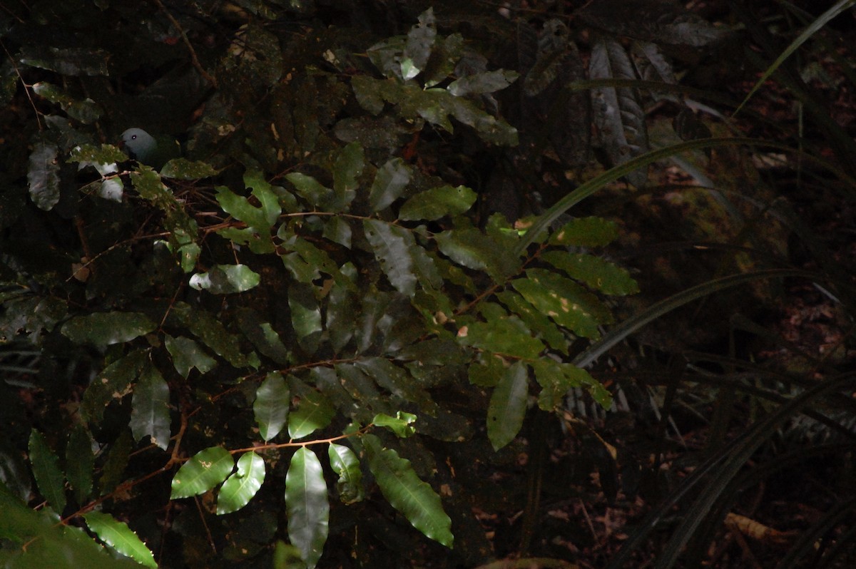 Wompoo Fruit-Dove - ML642752857