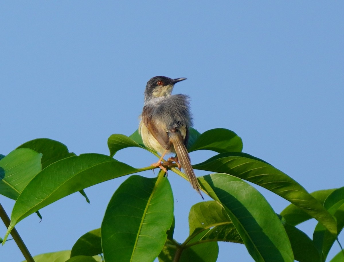 Ashy Prinia - ML642752879