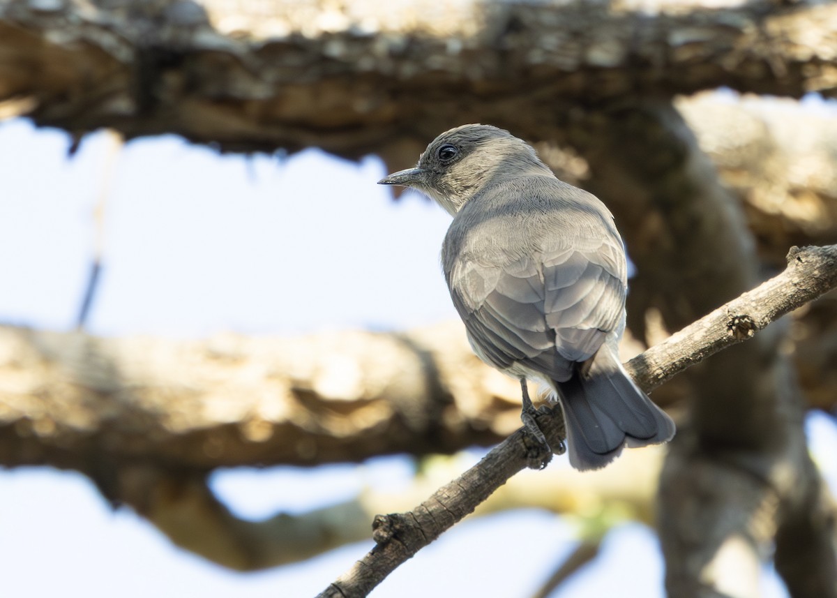 ヒメミツオシエ - ML642752894