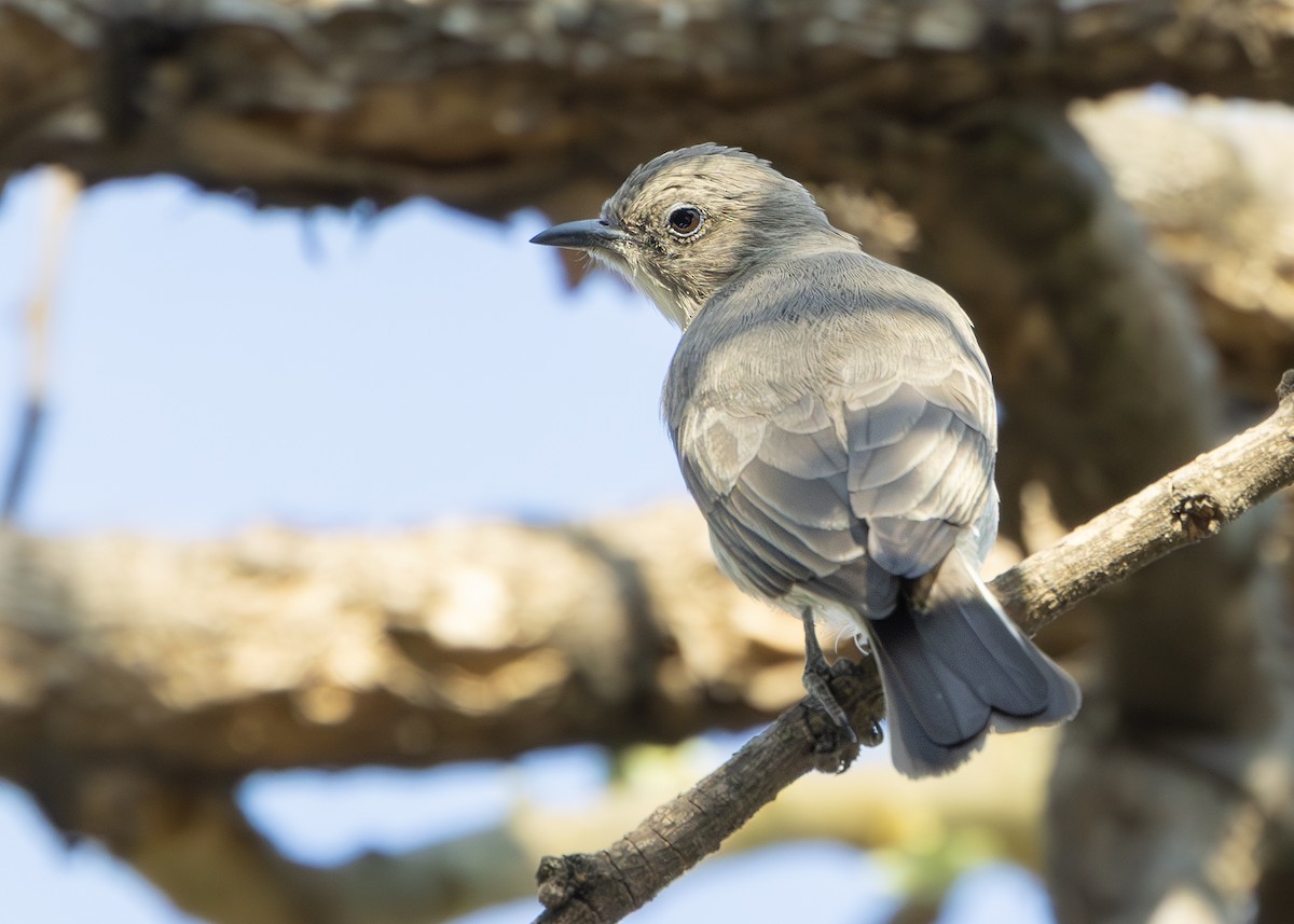 ヒメミツオシエ - ML642752895