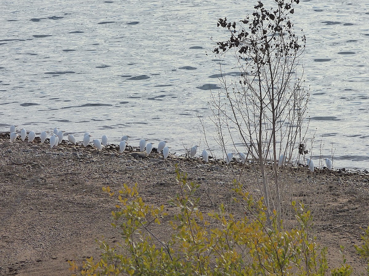 Western Cattle-Egret - ML642752914