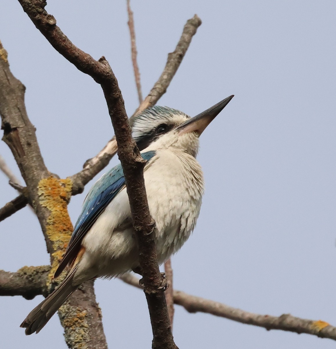 Red-backed Kingfisher - ML642752936