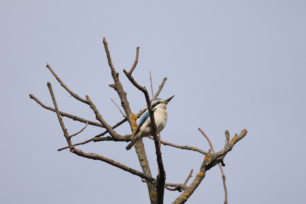 Red-backed Kingfisher - ML642752937