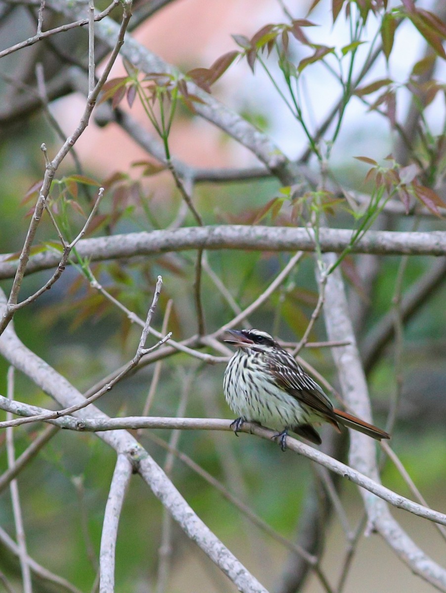 Streaked Flycatcher - ML642752962