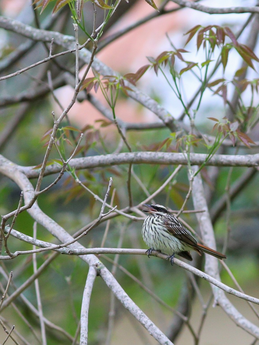 Streaked Flycatcher - ML642752963