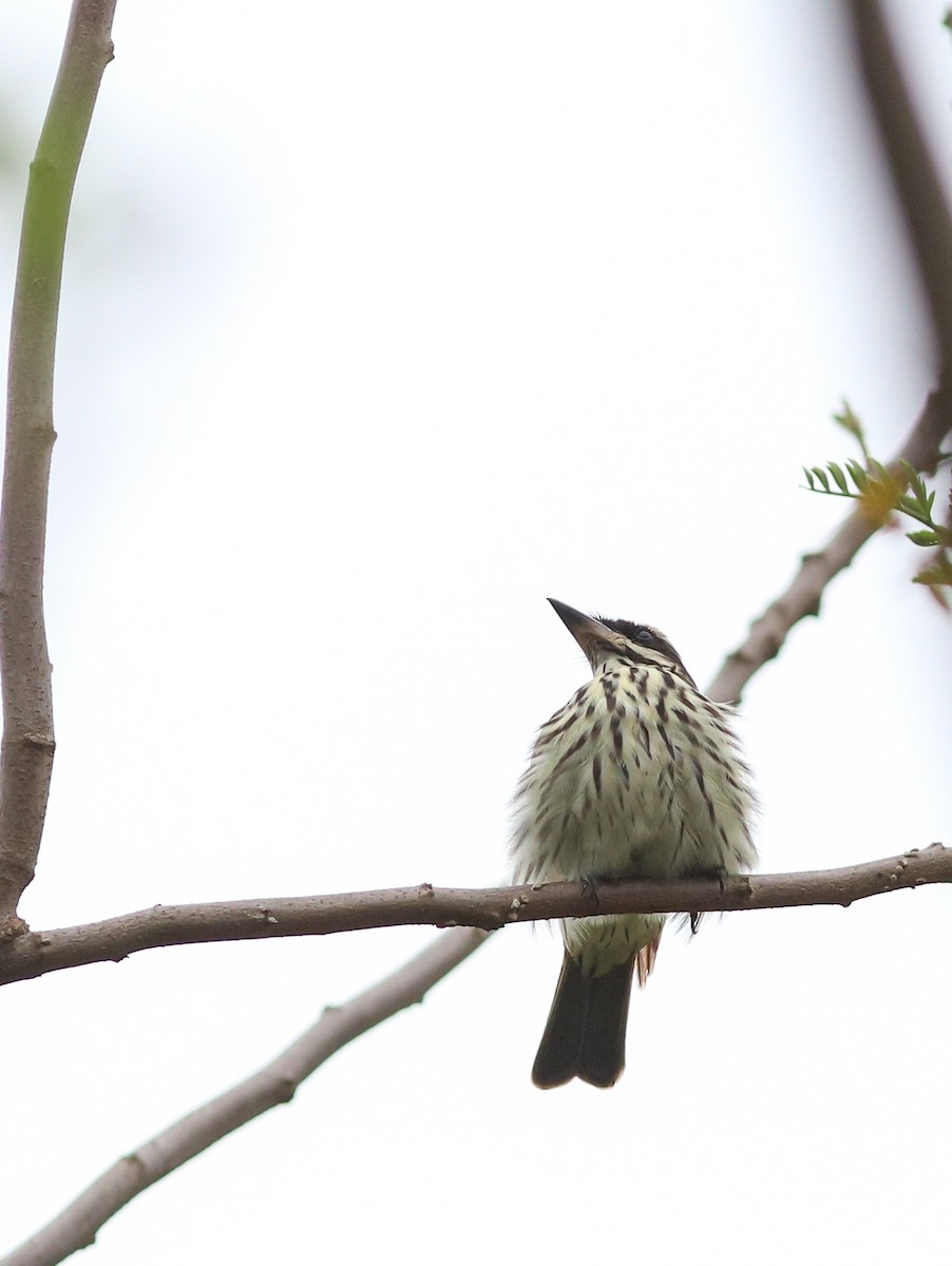 Streaked Flycatcher - ML642752964