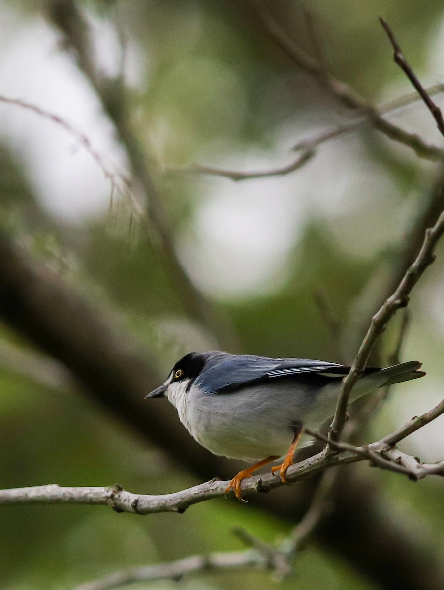 Hooded Tanager - ML642752968