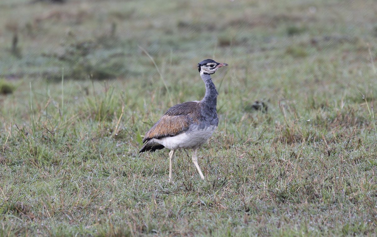 White-bellied Bustard - ML642752994