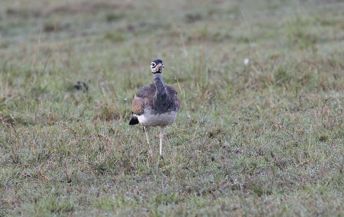 White-bellied Bustard - ML642752995