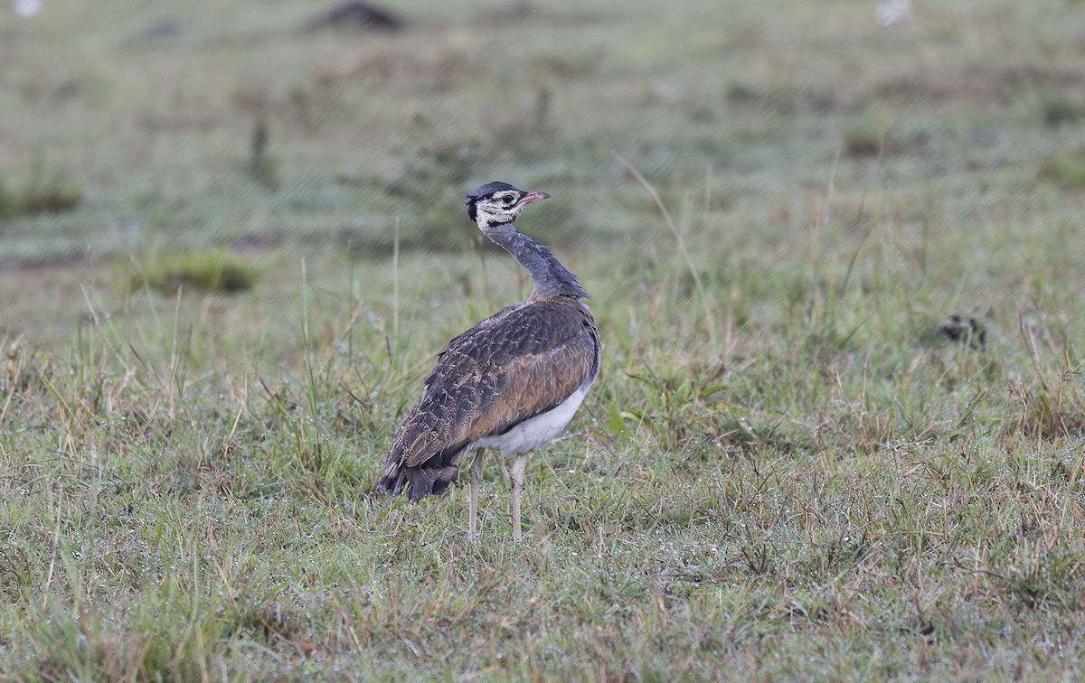 White-bellied Bustard - ML642752996