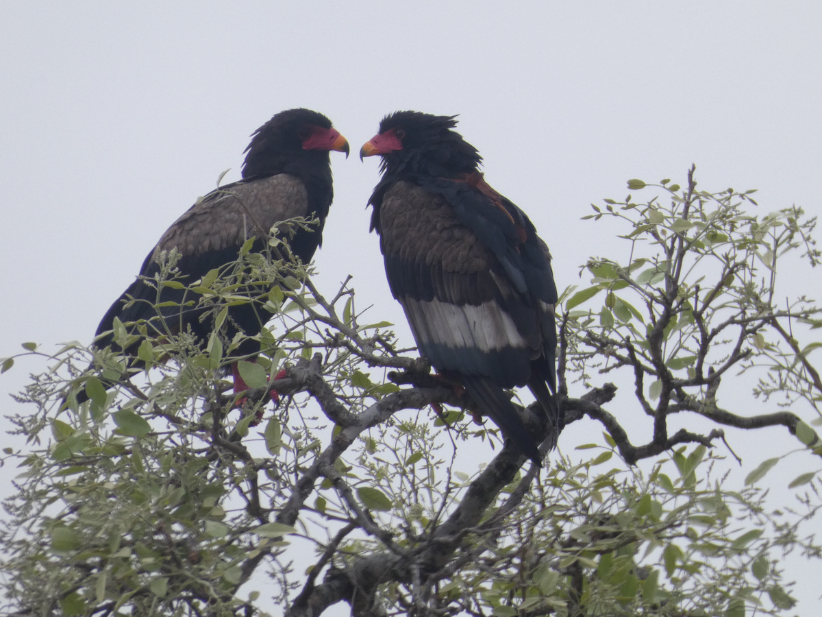 Bateleur - ML642753009