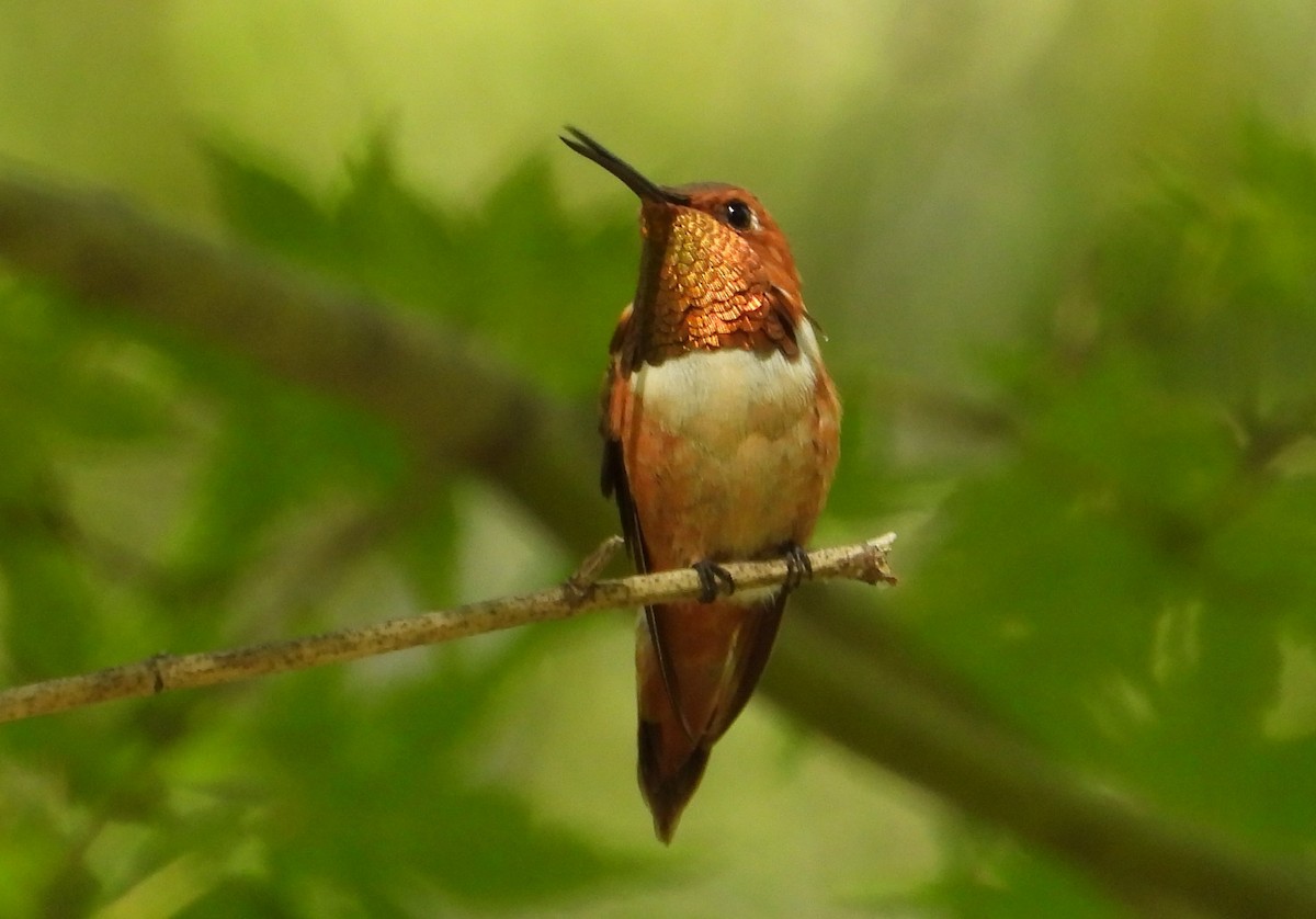 Rufous Hummingbird - ML642753032
