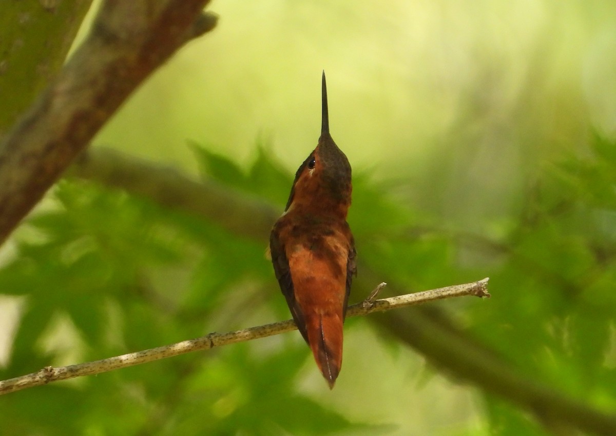 Rufous Hummingbird - ML642753040
