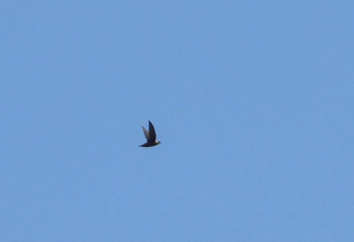 Chimney Swift - ML642753043