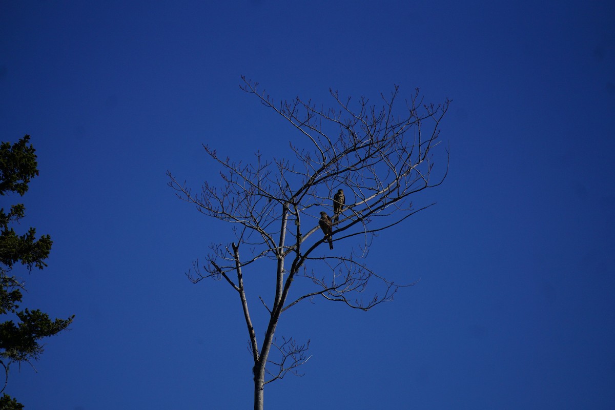 Sharp-shinned Hawk - ML642753044