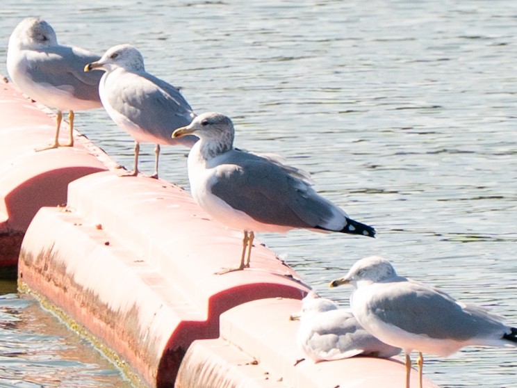 California Gull - ML642753060