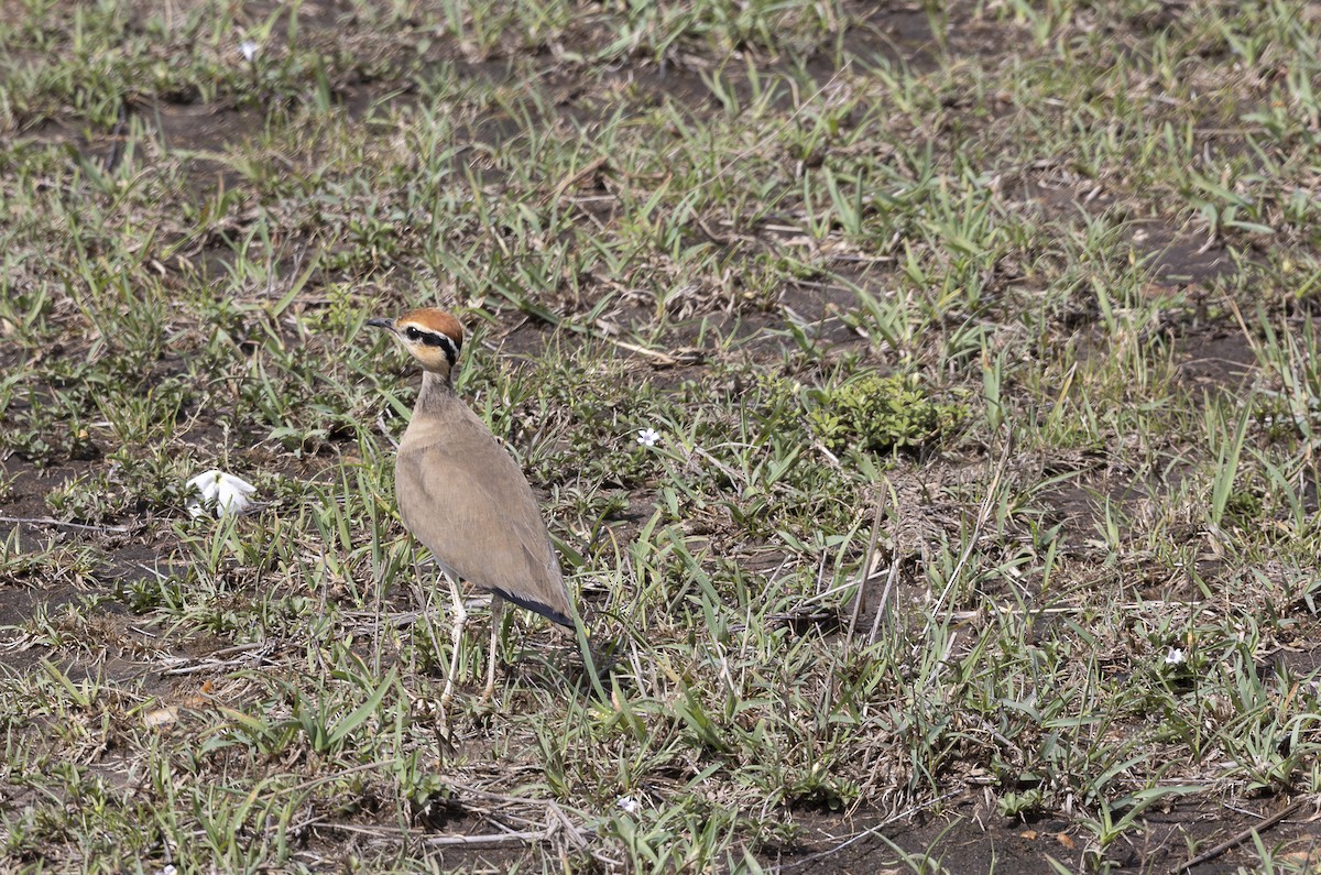 Temminckrennvogel - ML642753066