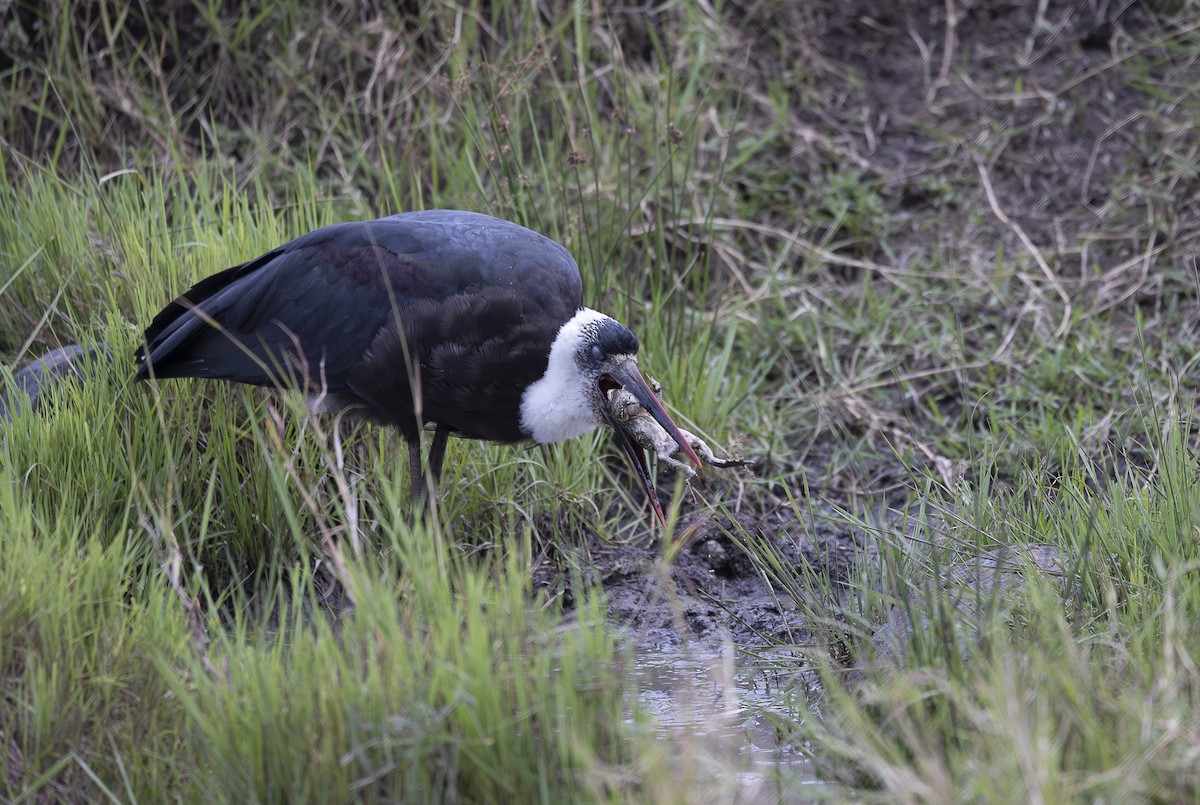 African Woolly-necked Stork - ML642753084