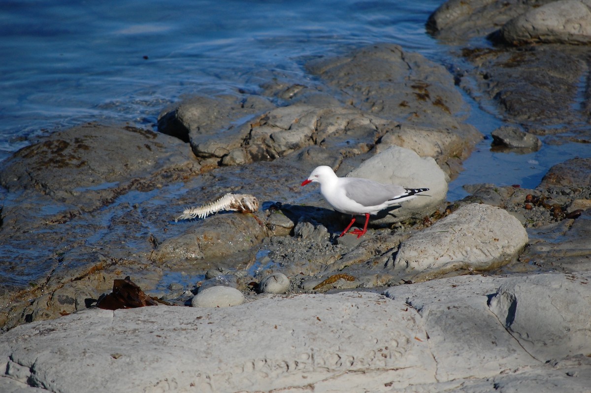 Silver Gull (Red-billed) - ML642753087