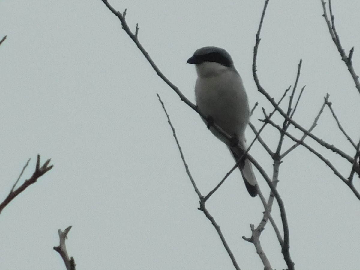 Loggerhead Shrike - ML642753095
