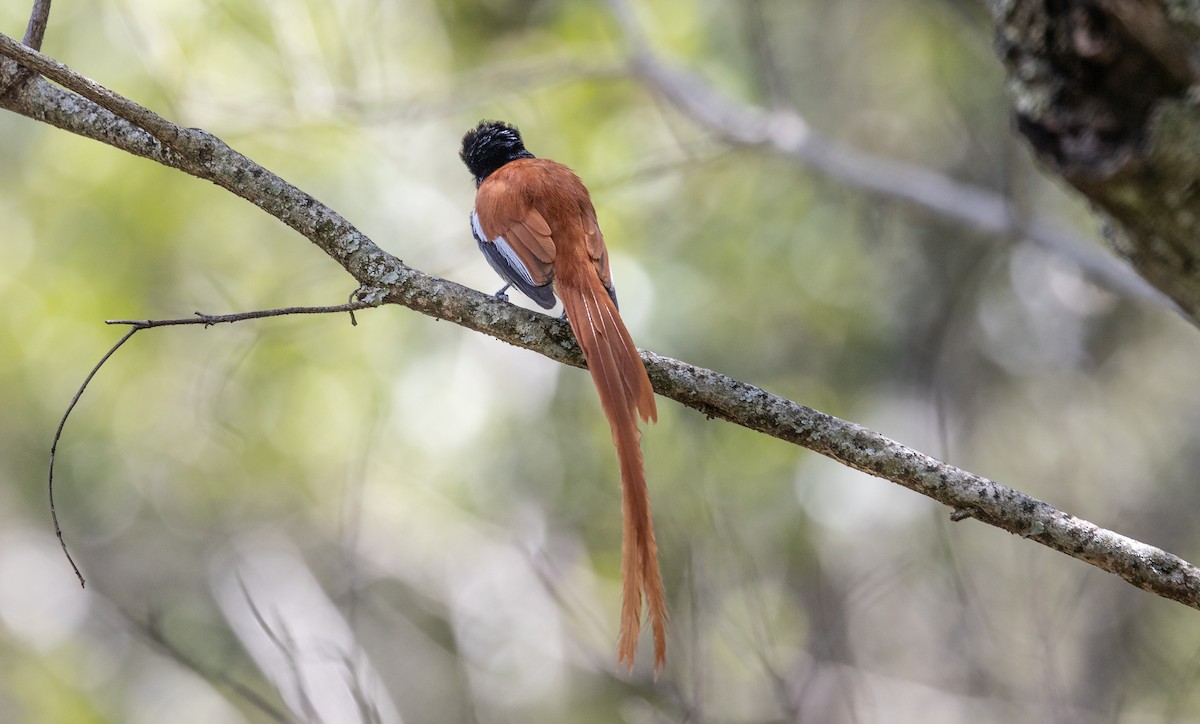 African Paradise-Flycatcher - ML642753130