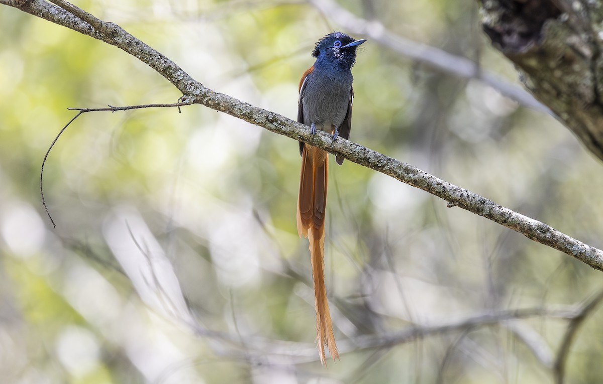 African Paradise-Flycatcher - ML642753131