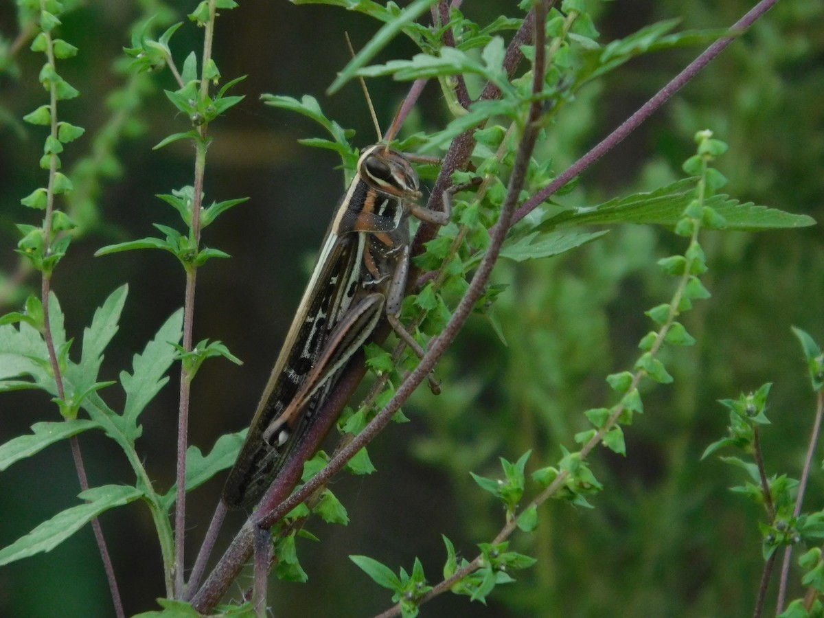 American Bird Grasshopper - ML642753143