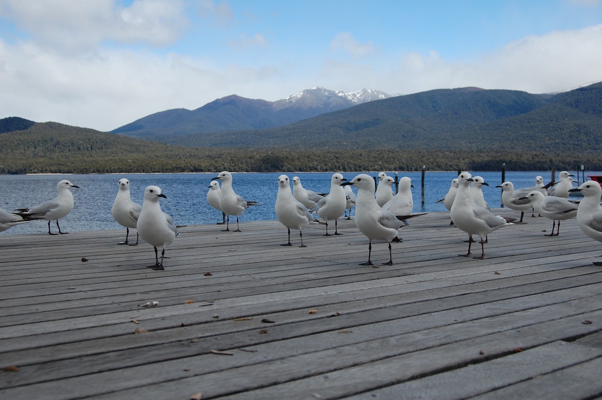 Black-billed Gull - ML642753154