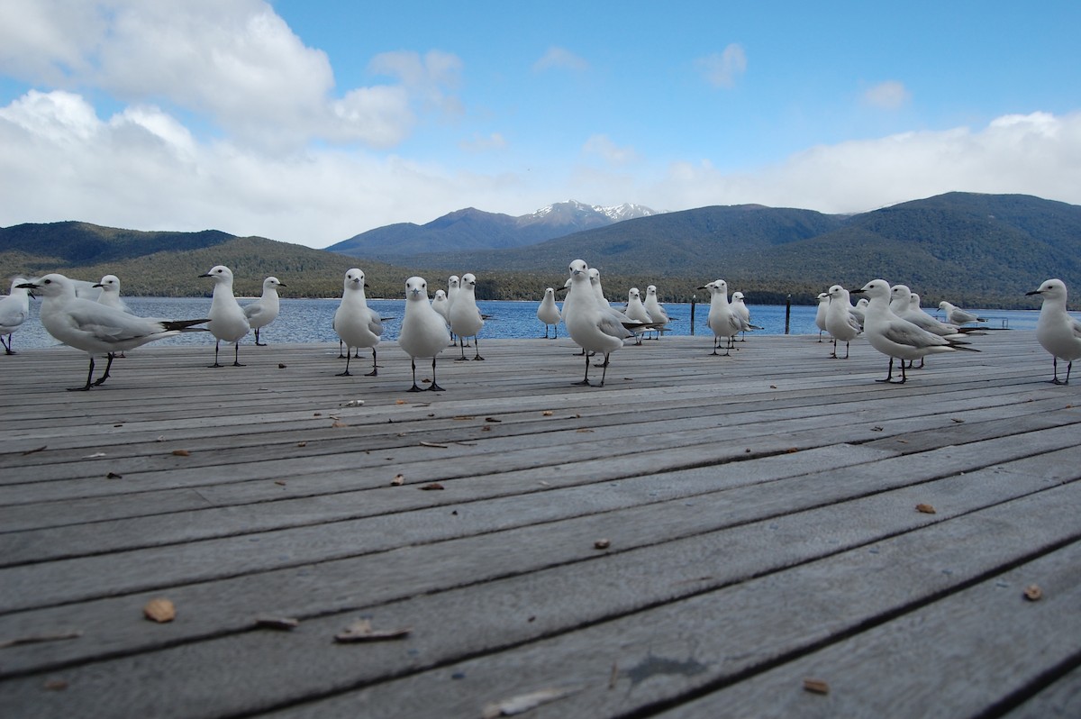 Black-billed Gull - ML642753155