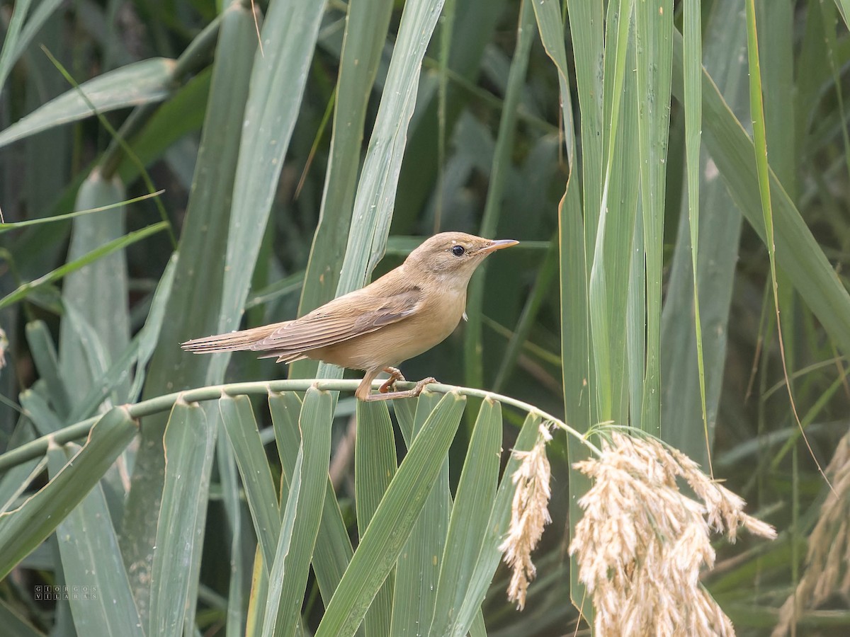 Marsh Warbler - ML642753162