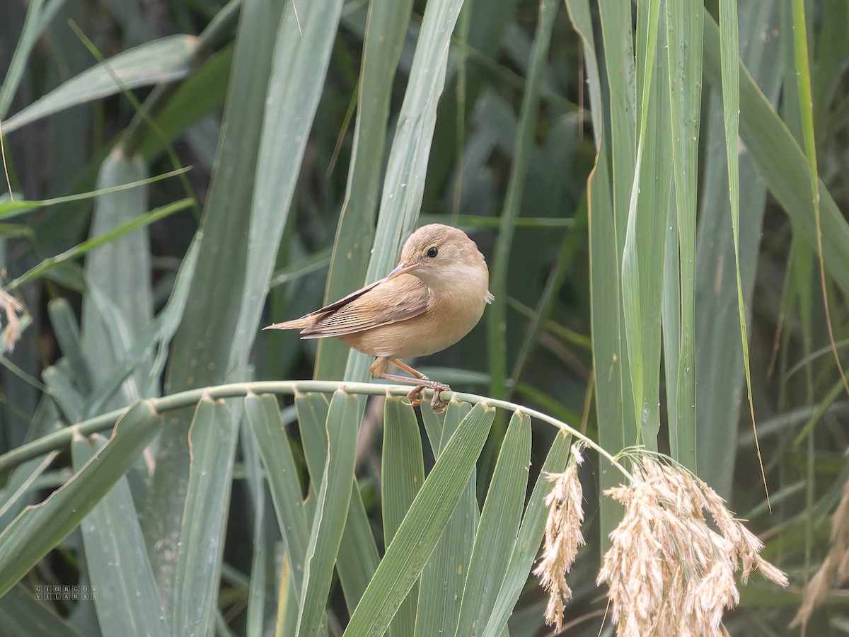 Marsh Warbler - ML642753163