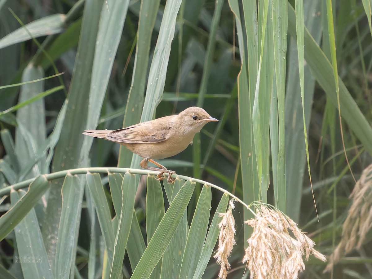 Marsh Warbler - ML642753164