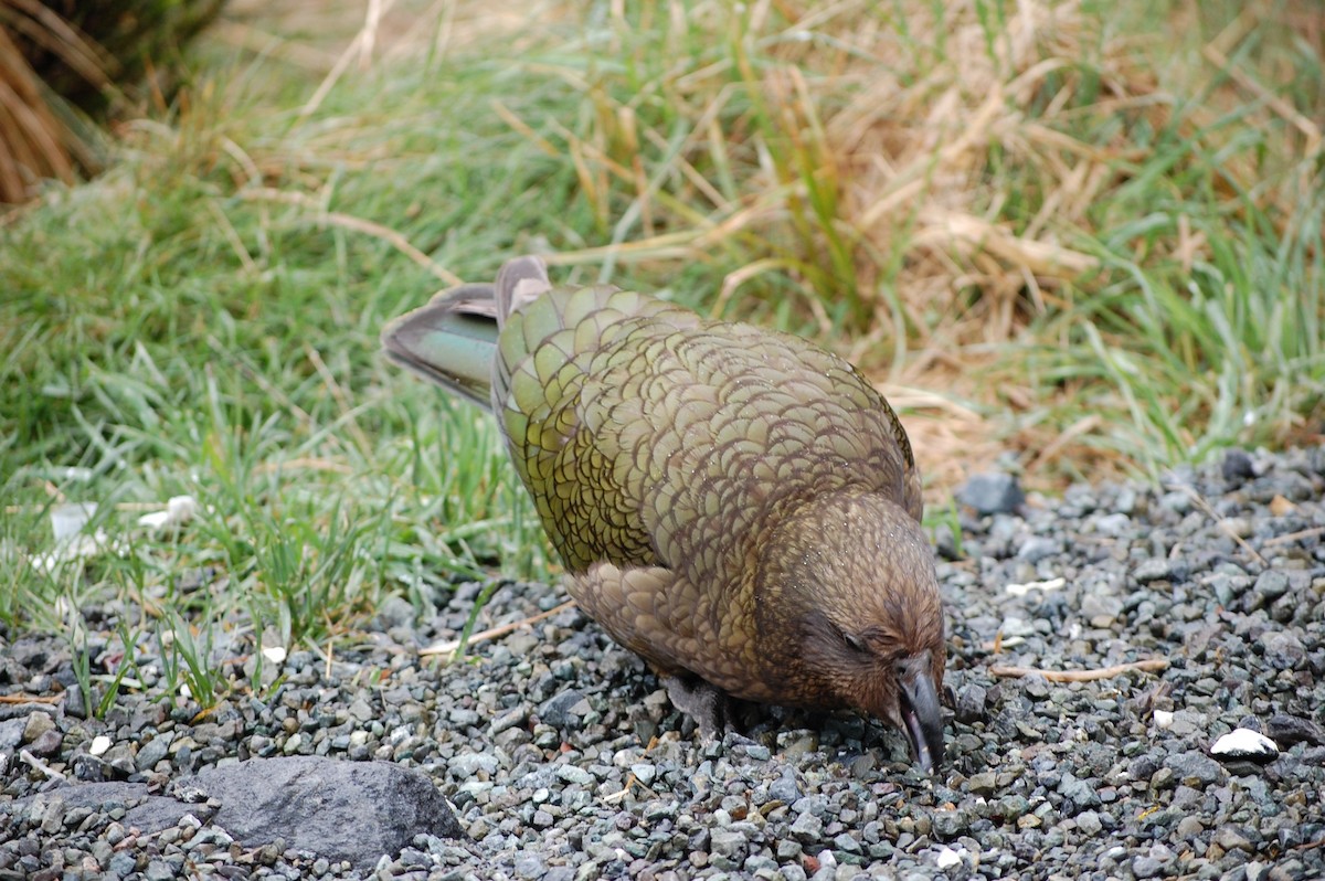 Kea - ML642753165