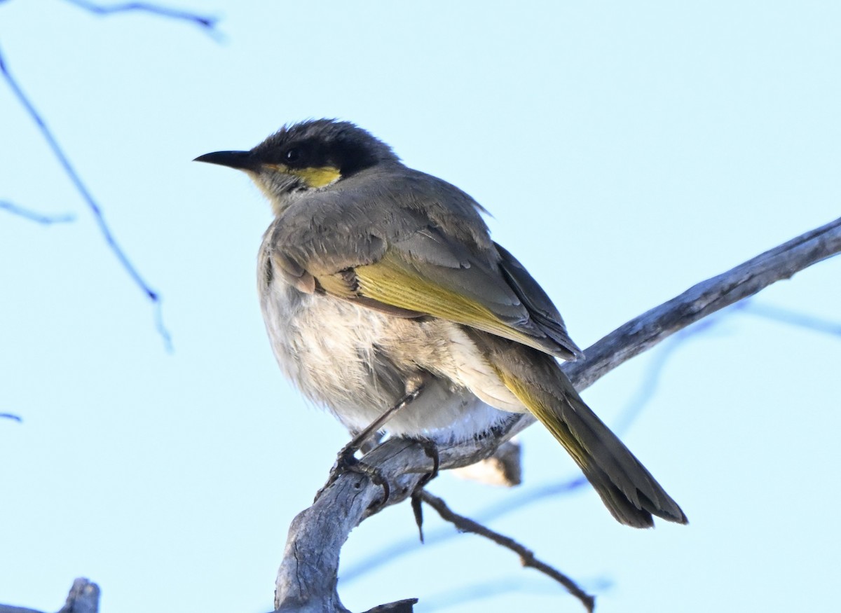 Singing Honeyeater - ML642753195
