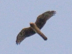 Northern Harrier - Ian Teaell