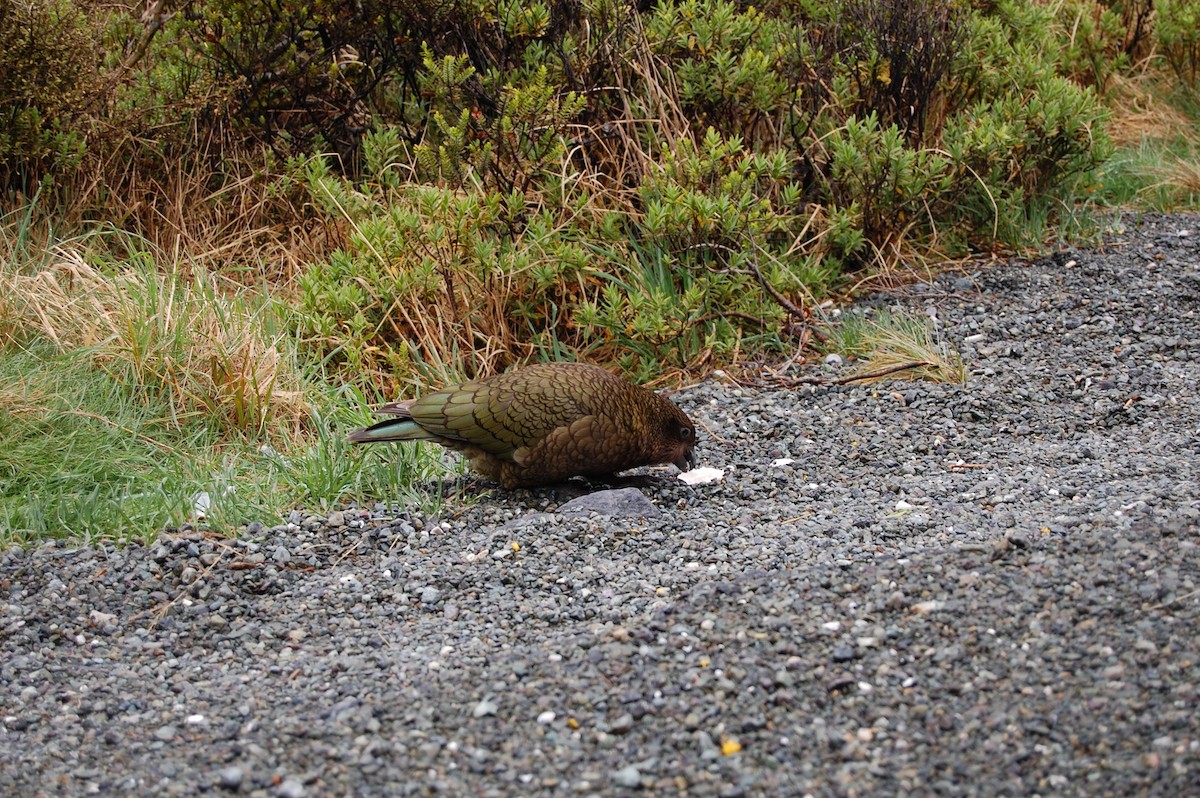 Kea - ML642753208
