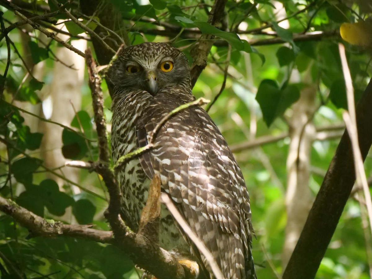 Powerful Owl - ML642753215
