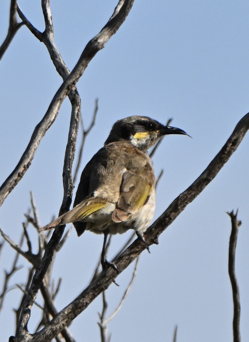 Singing Honeyeater - ML642753226